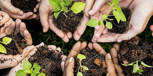Hands with soil and seedlings