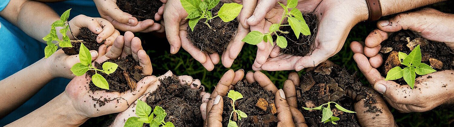 Hands with soil and seedlings